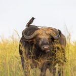 Technologie w obszarze symbiozy człowieka i maszyny: Jak technologia wspiera naszą codzienność